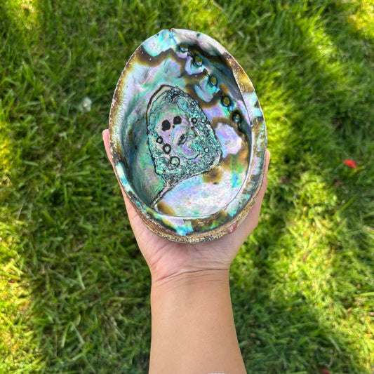Huge Abalone Shell Pure Blue from Mexico