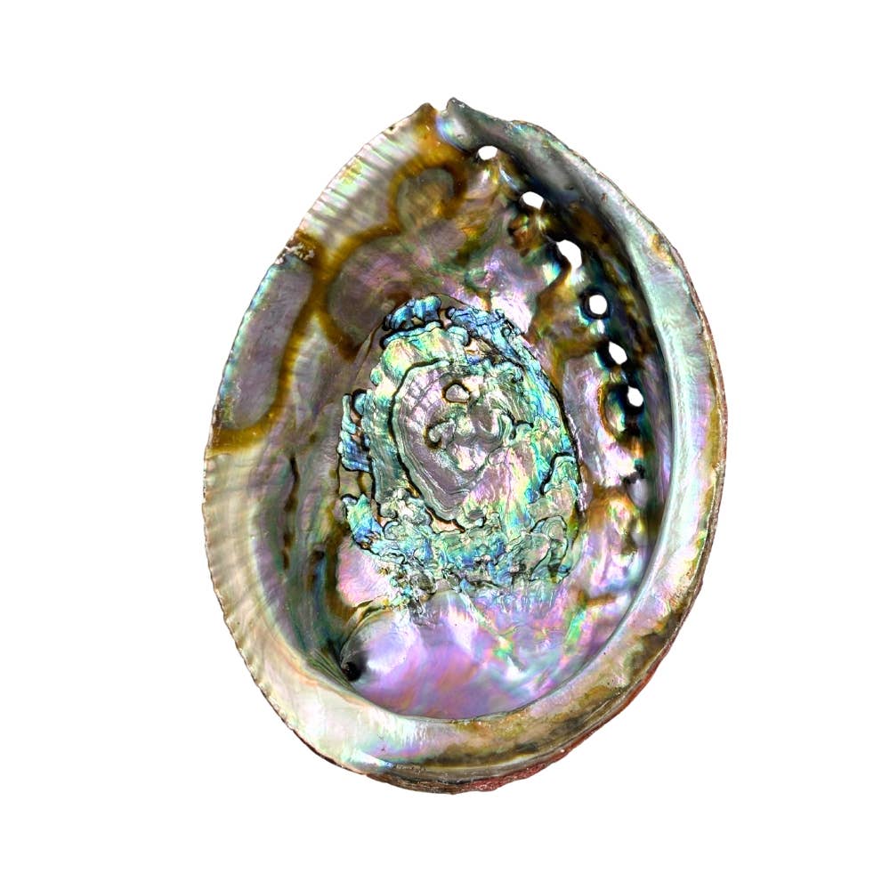 Huge Abalone Shell Pure Blue from Mexico