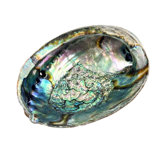 Huge Abalone Shell Pure Blue from Mexico